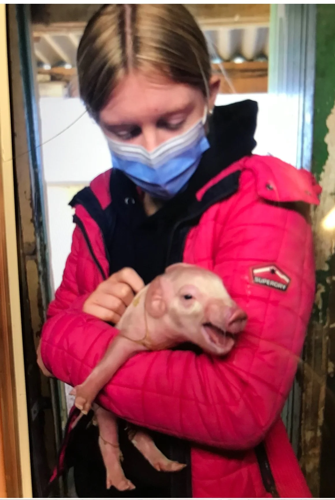 5th Year Pig Trip