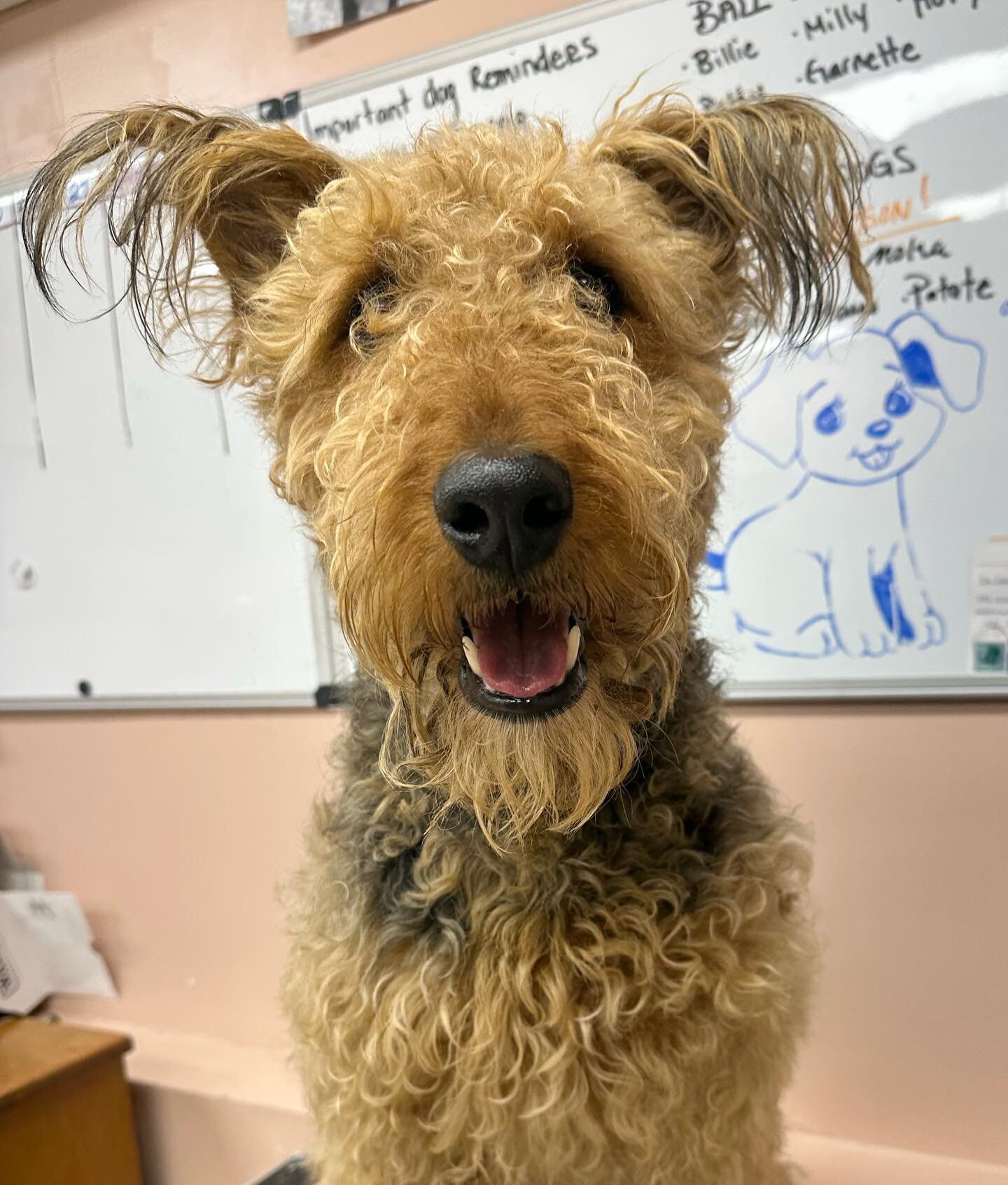 Swipe to watch Alba shed her winter coat! #grooming #airedale 💈✂️🐩🐾