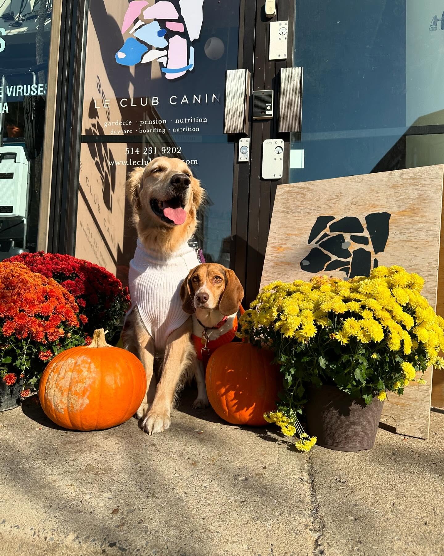 Just the sweetest lil duo in their fall knits! We love a Sadie and Finn sibling pic! 🧶 🎃👻 @lvrofdogz
