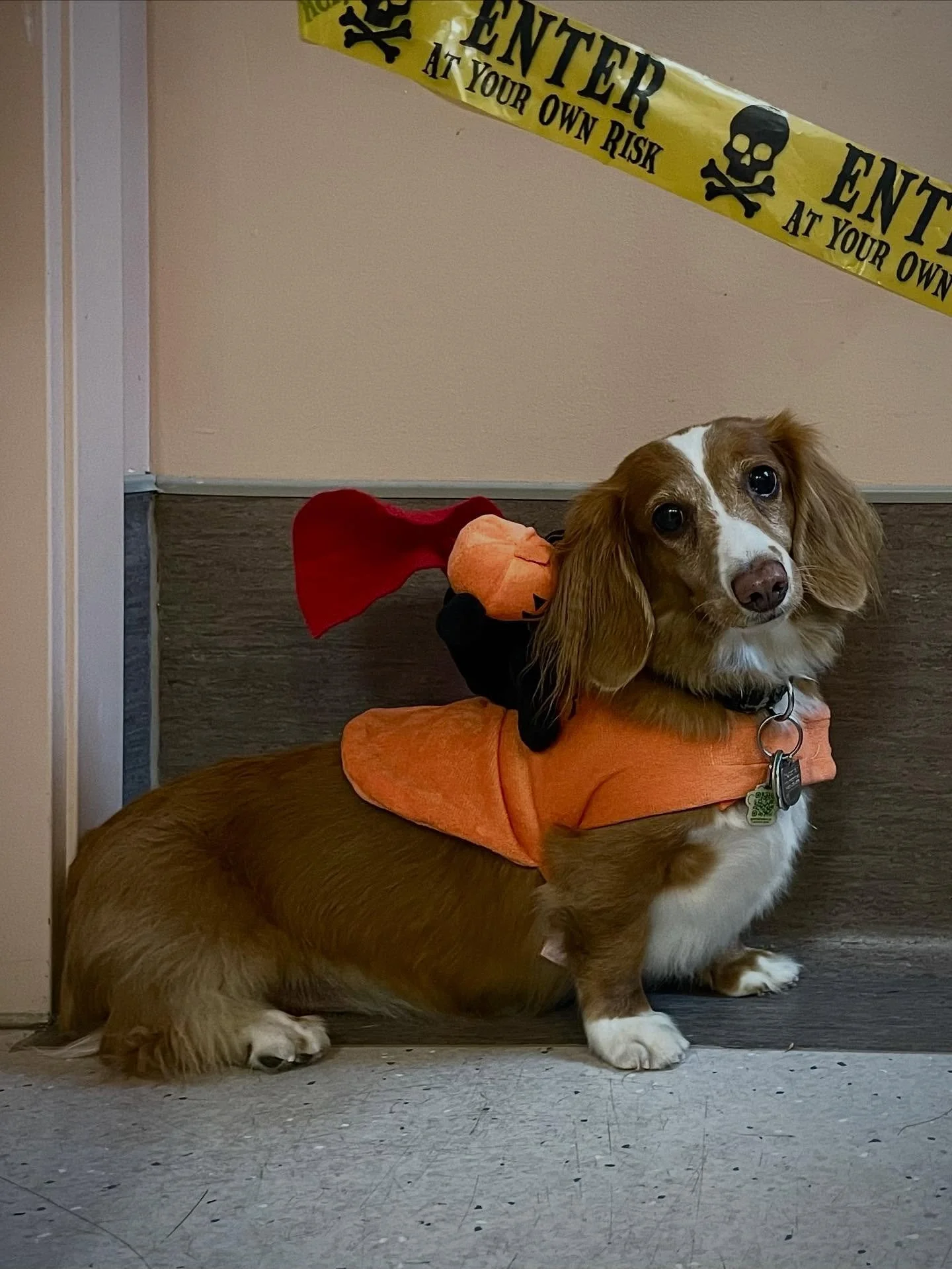 Scout and his pumpkin sidekick! He may be small but he sure is strong 🎃🐶