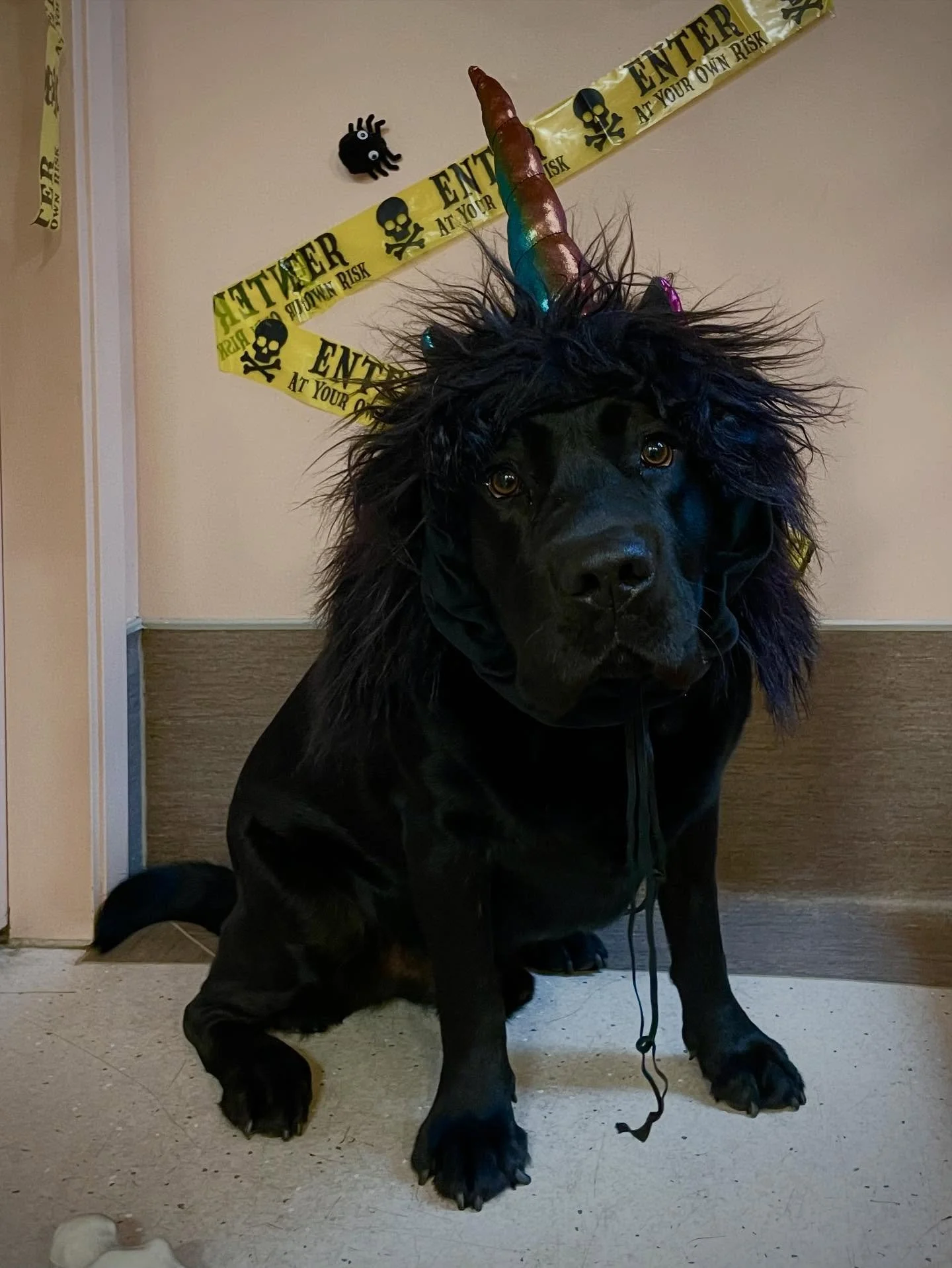 Tommy, the cutest and magical unicorn the club has ever seen! 🦄🐾