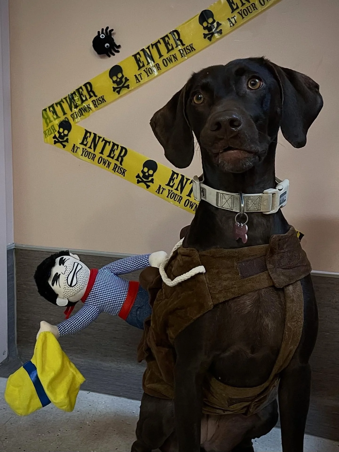 Hold on to your cowboy hats, Rhaine the honorary horse is here to go buck wild!🐎🤠