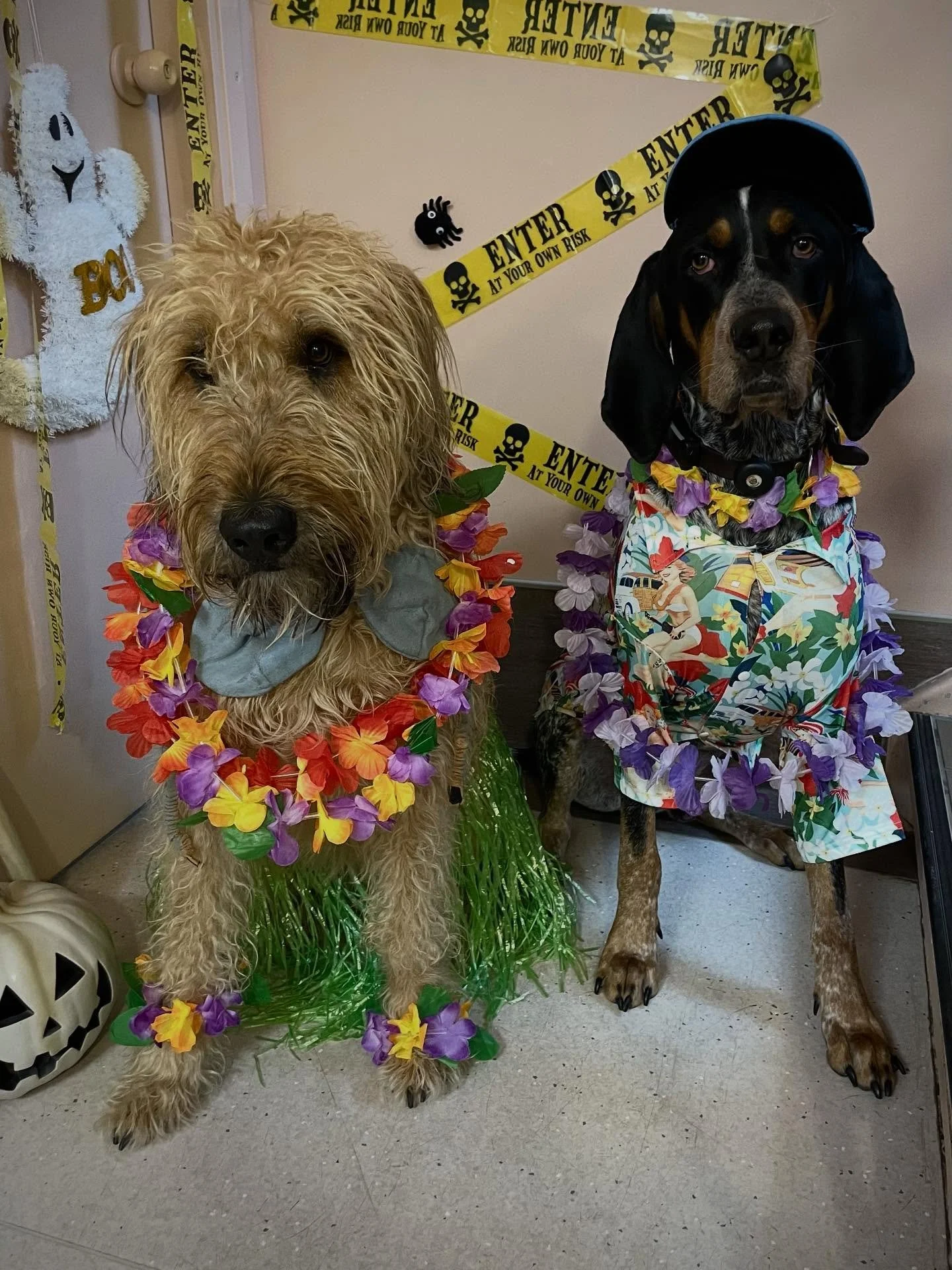 Duff and Kona, the Canine Clubs power couple. Last Halloween they got married, this Halloween they&rsquo;re on their honeymoon! 🌺🏝️