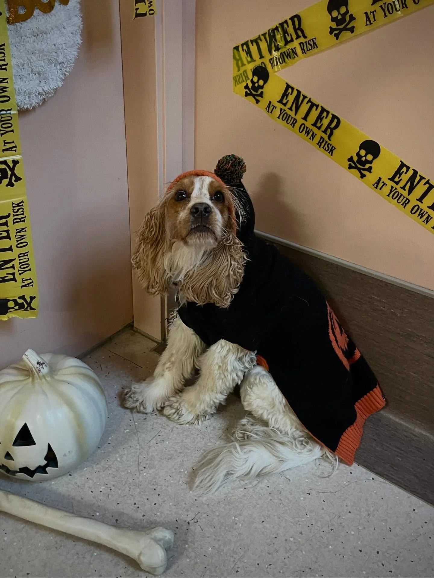 Lady kept warm on this rainy Halloween in her darling pumpkin sweater! 🎃🍂👻