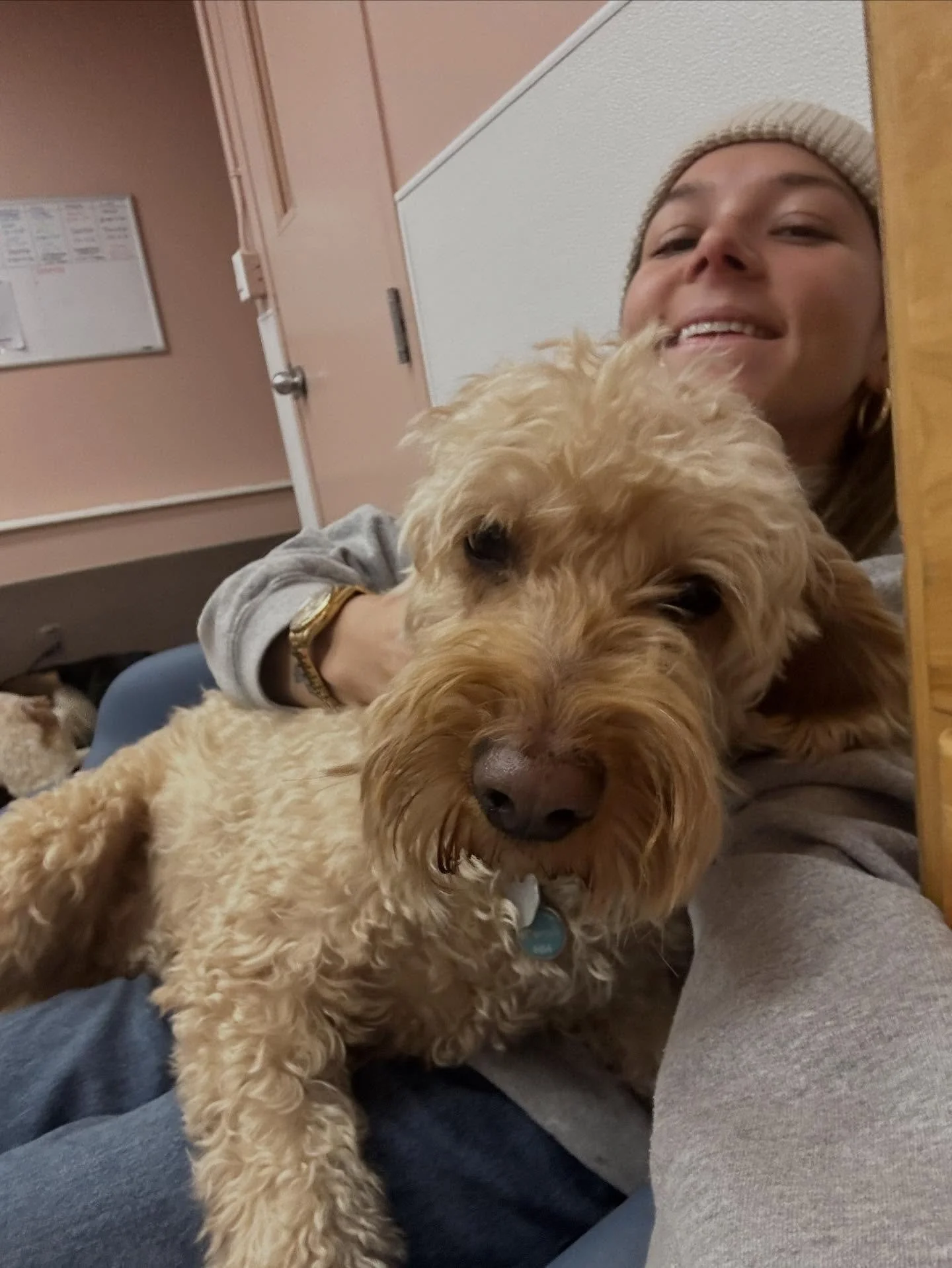 Every dog is a lap dog - when you have the right attitude 🐶👑