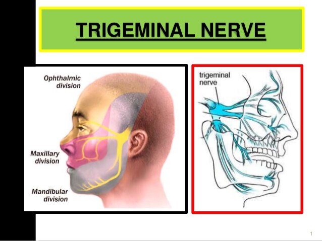 trigeminal-nerve-1-1-638.jpg