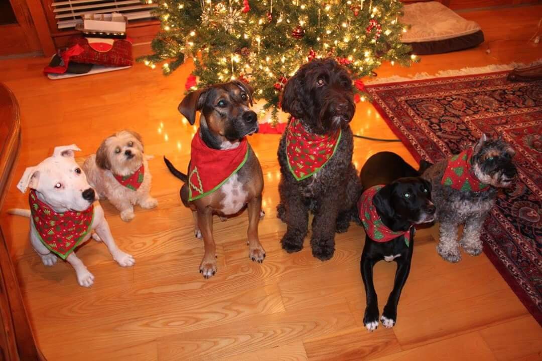 My love of dogs almost made the list…here’s the crew at the Daley house in SC circa 2017 (before I got my pup, Jinx)
