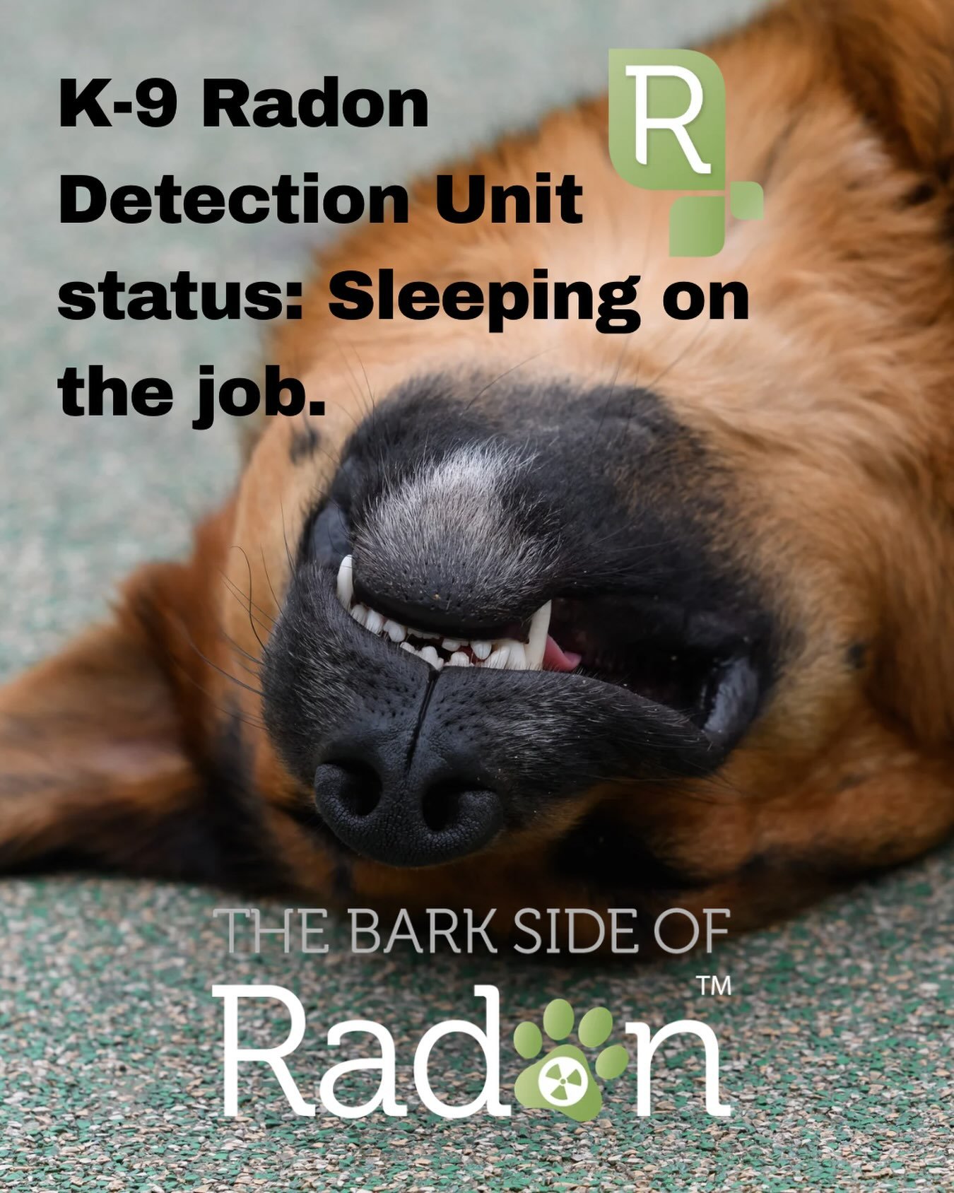 The bad news: our furry friend has zero situational awareness. 

The good news: We don&rsquo;t actually rely on perfect fluffy freeloaders. 🐶 Thankfully, the electronic radon detector is wide awake and keeping the air safe while this guy logs a soli