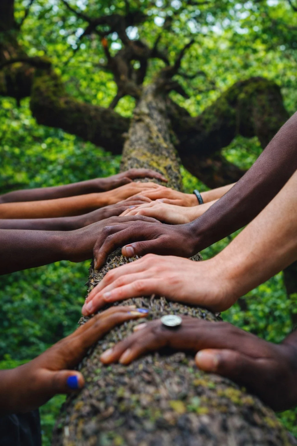 Multiple hands of different skin tones placed on a tree branch in a line, with a large tree and green leaves in the background.