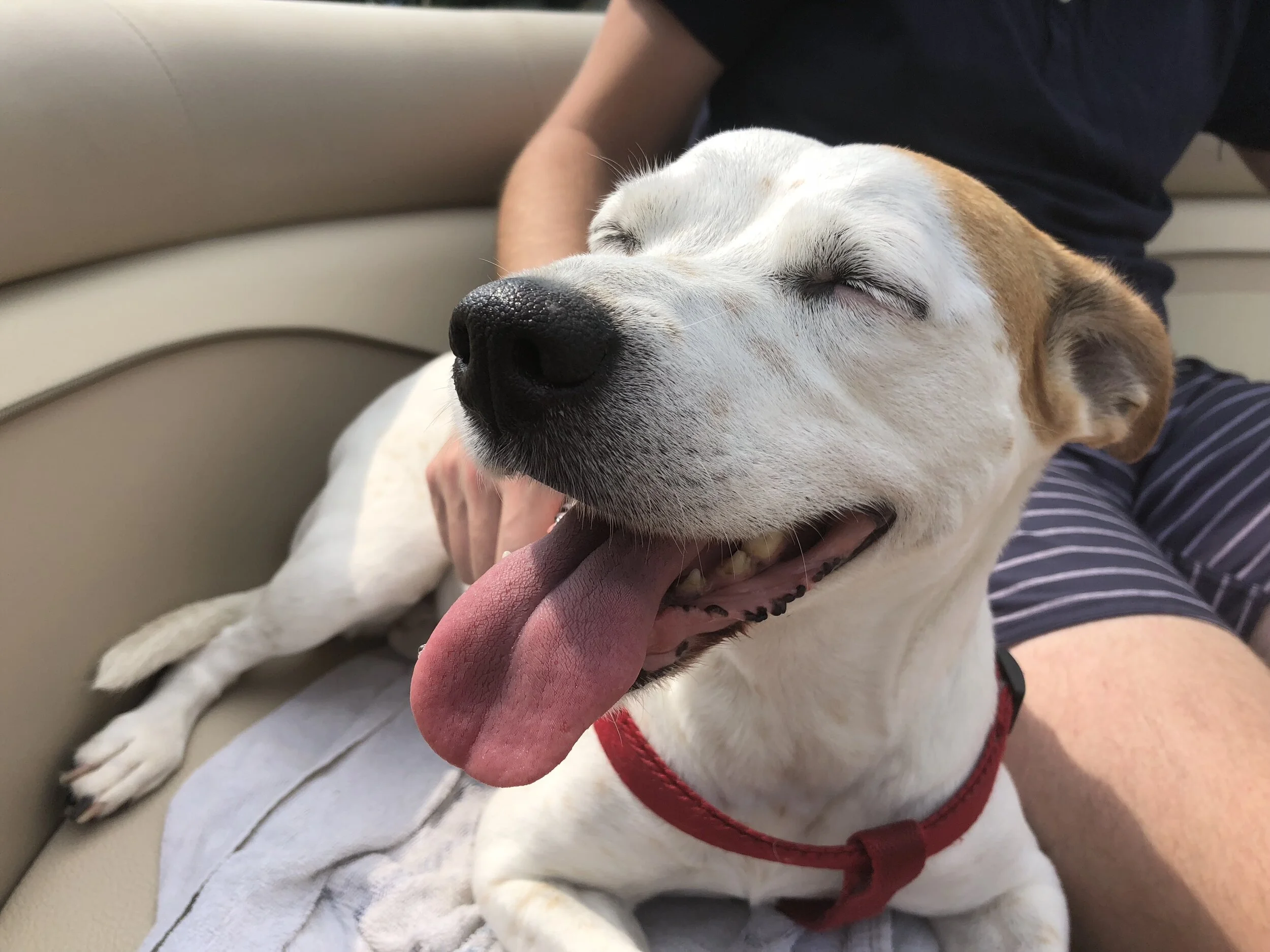 7 Things My Dog Teaches Me About Slowing Down