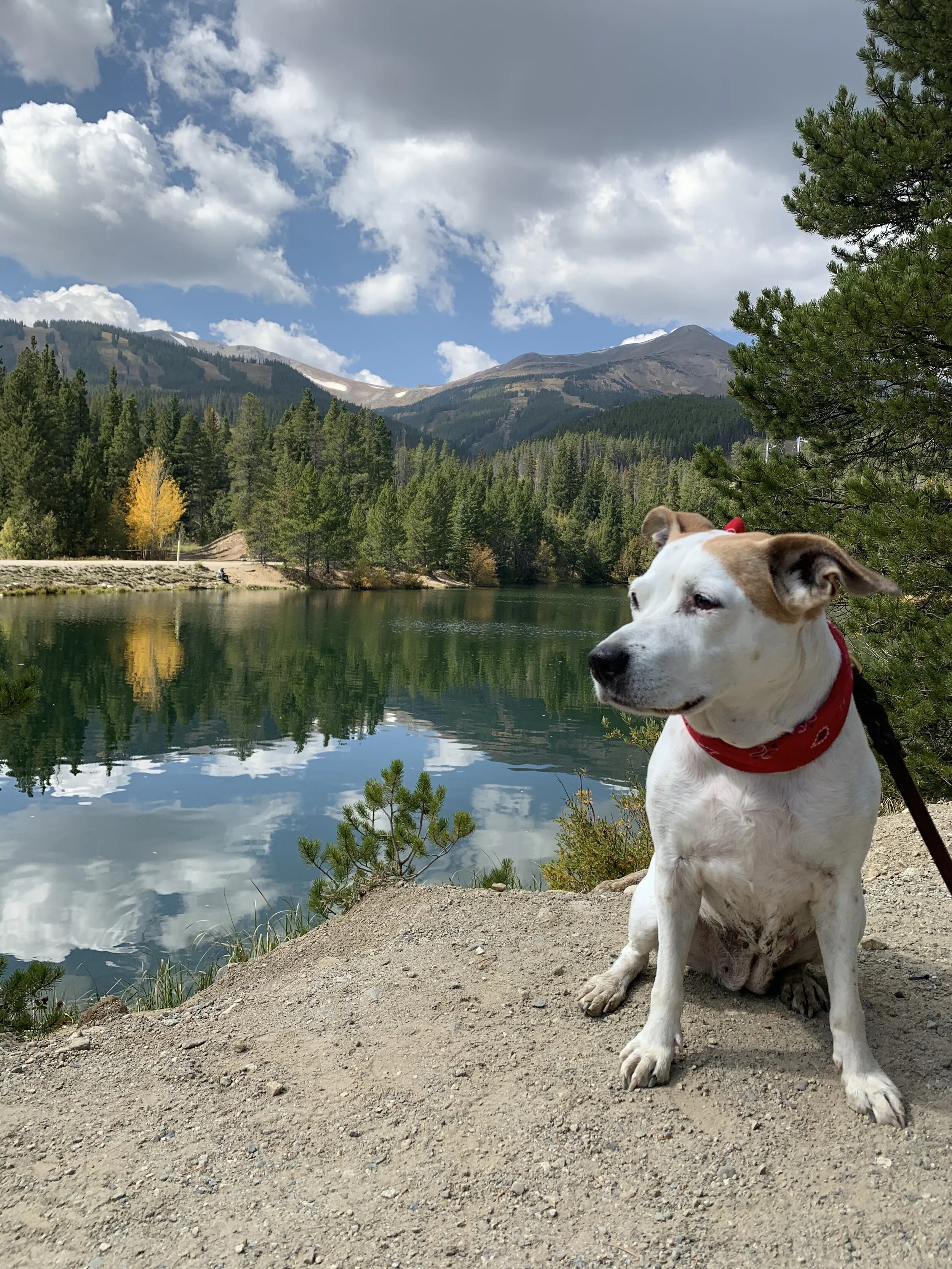 Dog-Friendly Travel Tips