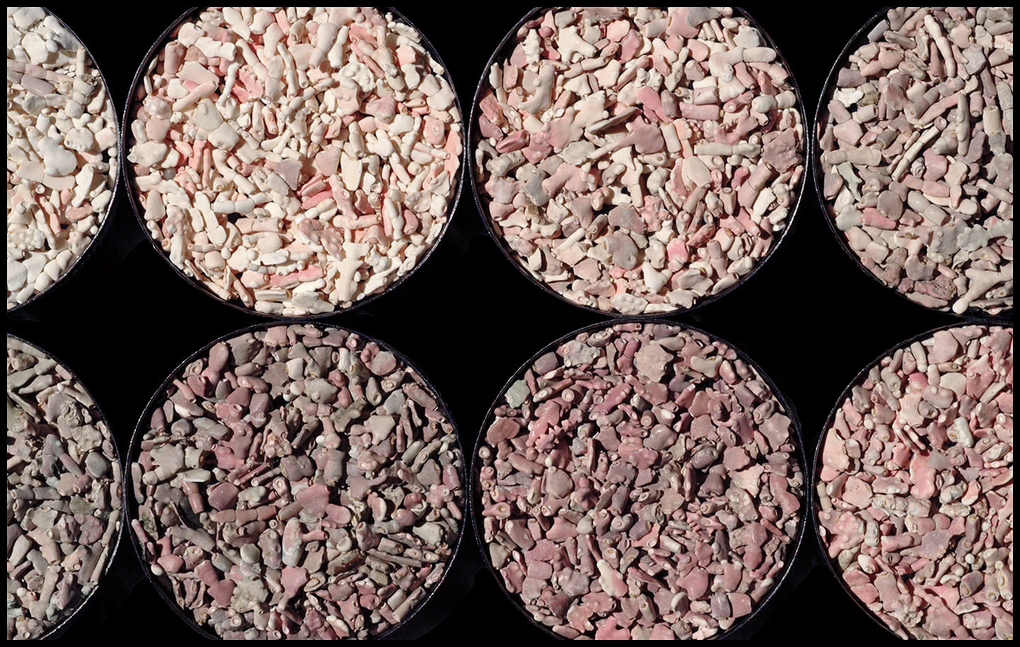 Various colors of Coralline algae as it bleaches and crumbles apart. These round containers are about 2” in diameter.