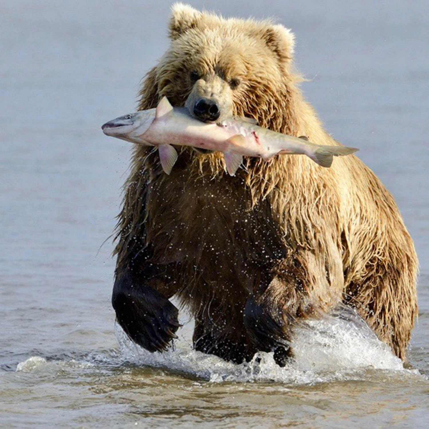 Alaska Food Tour:  Sky to Sea Culinary Experience