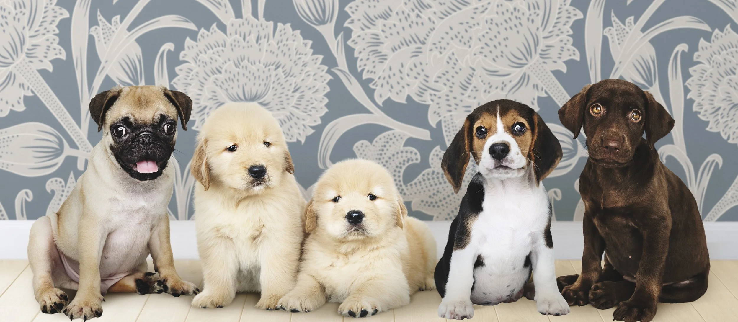 patti's puppies banner.jpg