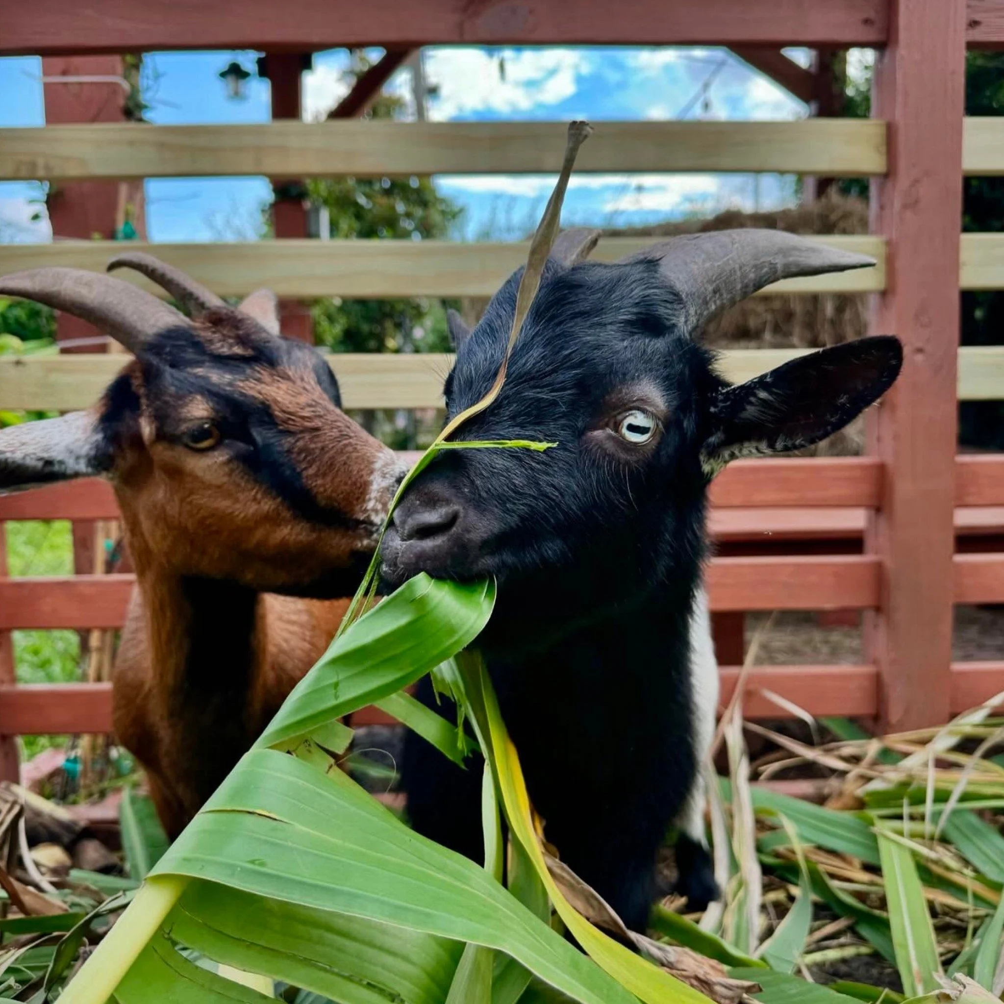 Breaking news, y'all! Have we GOAT your attention? Hot Dish 2025 has a new home: @paradigm_gardens. YES, home of New Orleans' most adorable goat yoga sessions (and host of Hot Dish 2023, if you'll remember). 

NEW location, SAME Hot Dish. We&rsquo;re