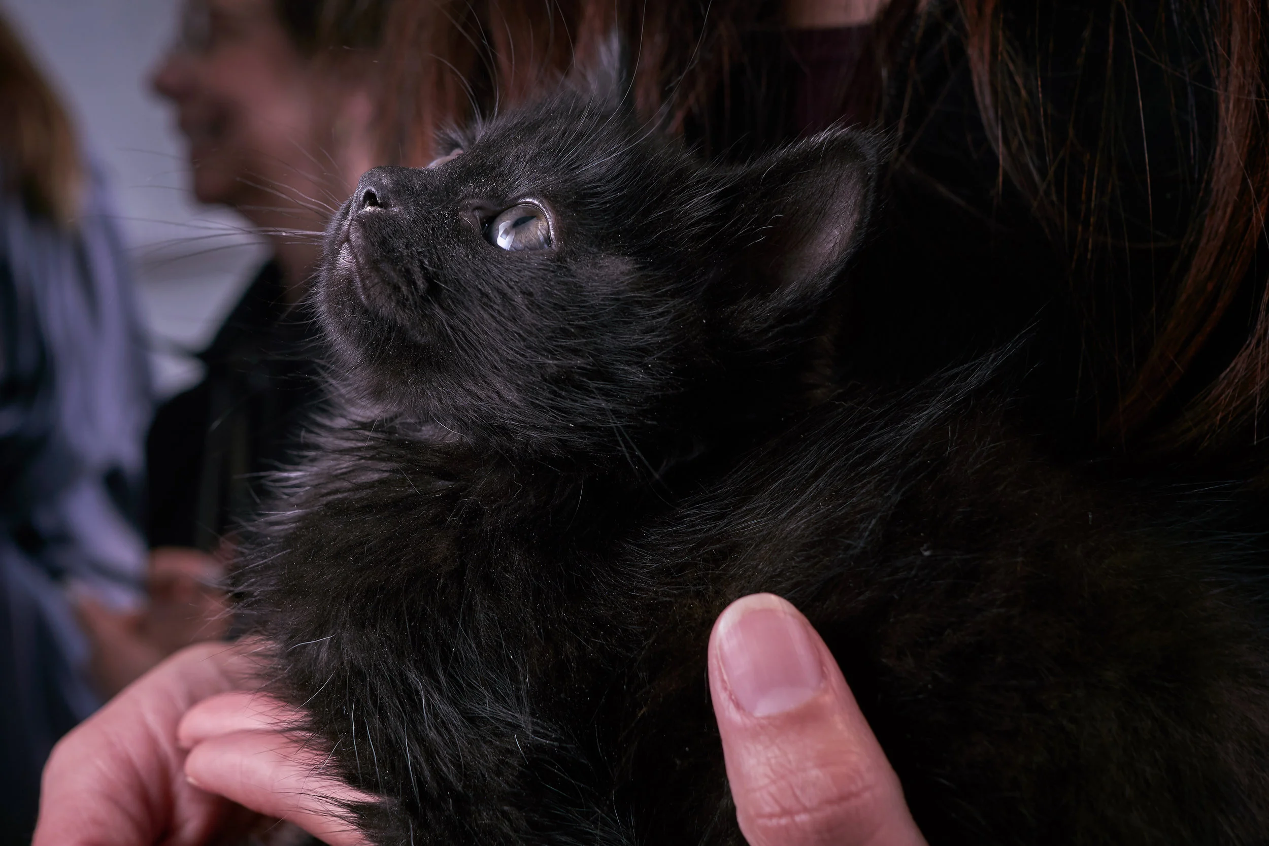 Adoptions_02.jpg