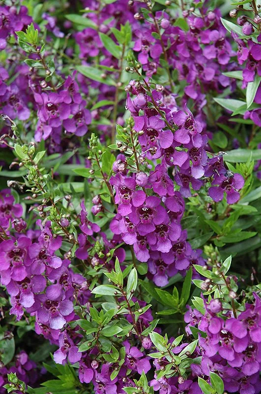 Angelonia Purple - Flat of Ten 4.5 inch Containers