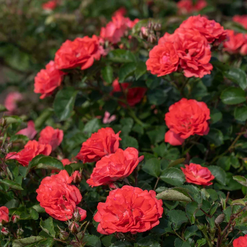 Coral Drift Groundcover Rose - 3 Gallon Container