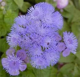 Ageratum - Flat of 18 four inch Containers
