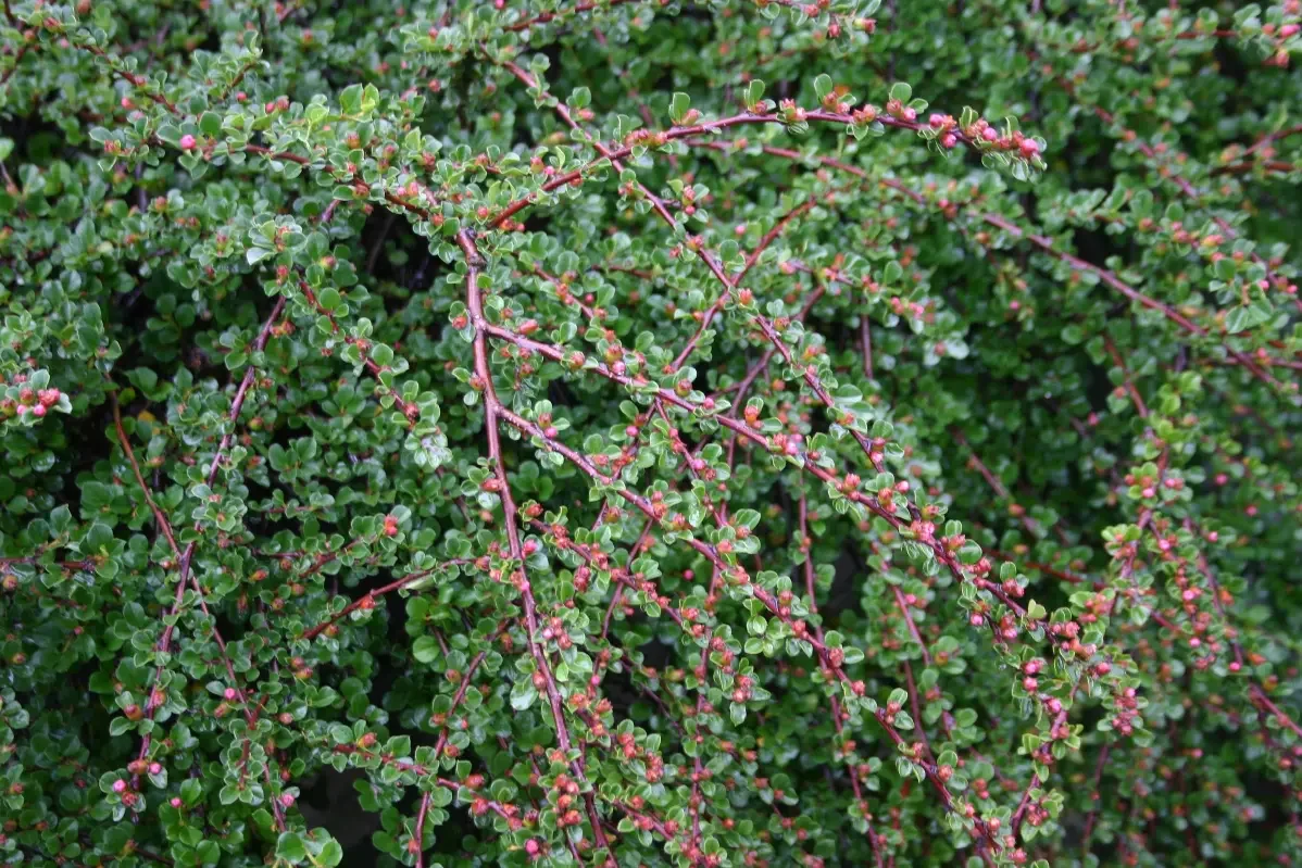 Shrub_Cotoneaster-Tom-Thumb-Cranberry.jpg.webp