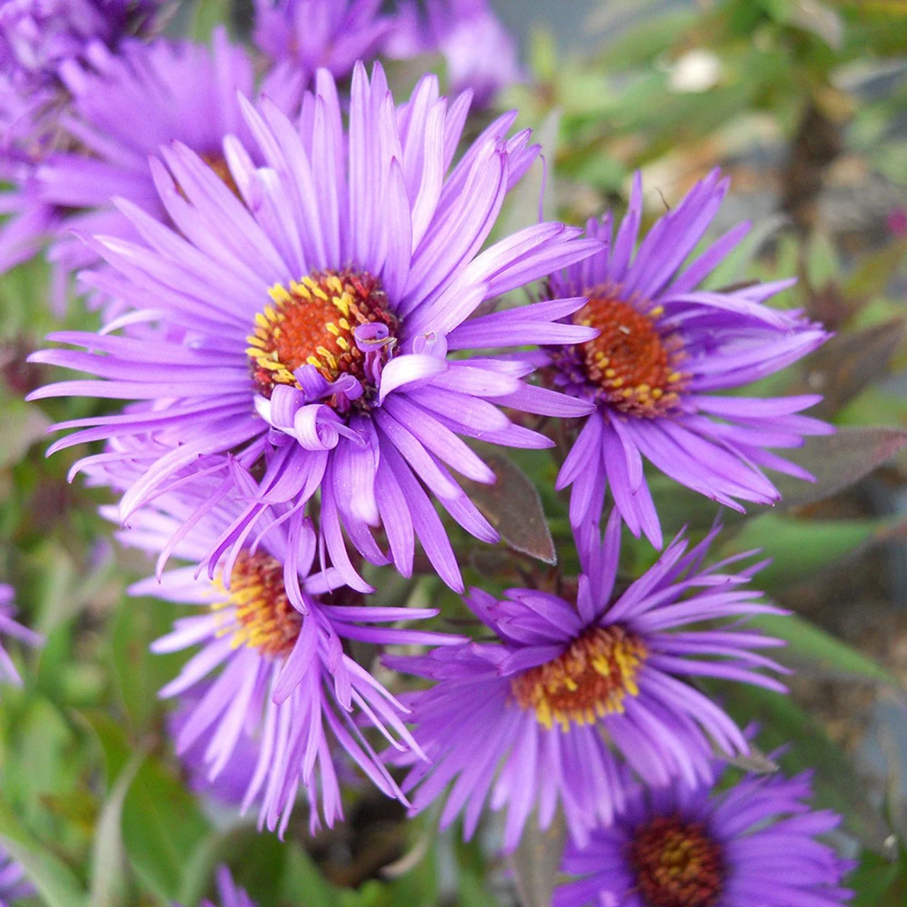 3d899da5web-horsford-aster-novae-angliae-purple-dome__11938.jpg