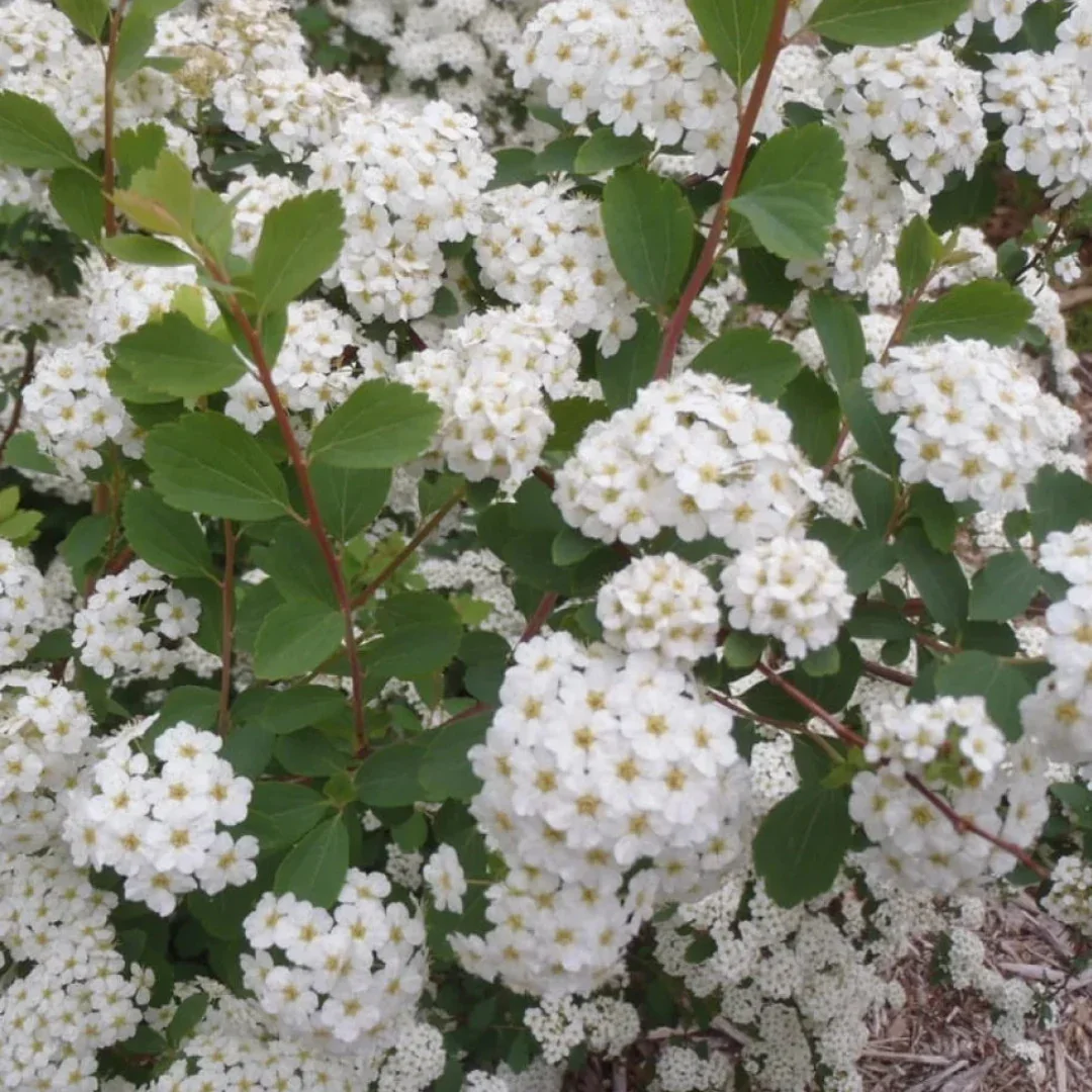spiraea-x-vanhouttei-spiree-de-vanhoutte-arbustes.webp