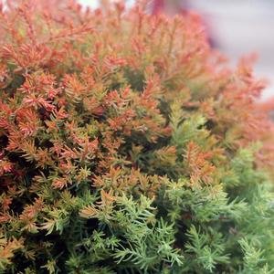 Fire Chief Globe Arborvitae - 3 Gallon Container