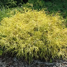 Golden Charm Thread-Branch Cypress