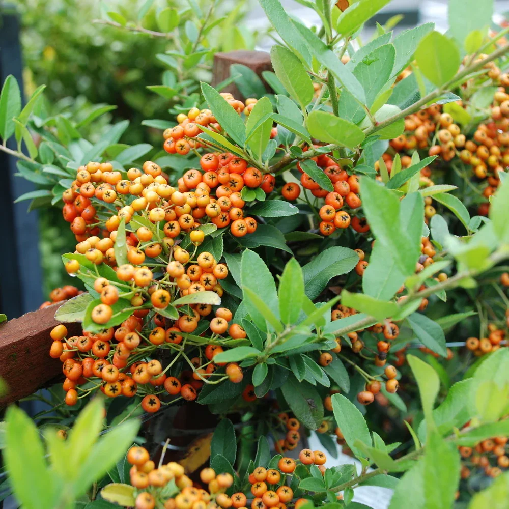 Yukon Belle Pyracantha