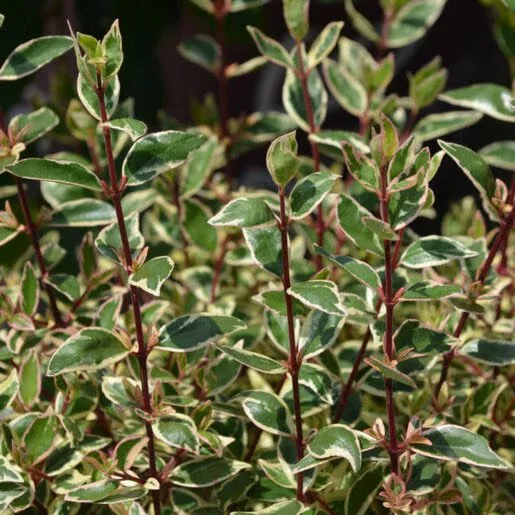 az-93972-abelia-x-grandiflora-vanilla-brandy-abelia-1-982073.55e130b7.jpg