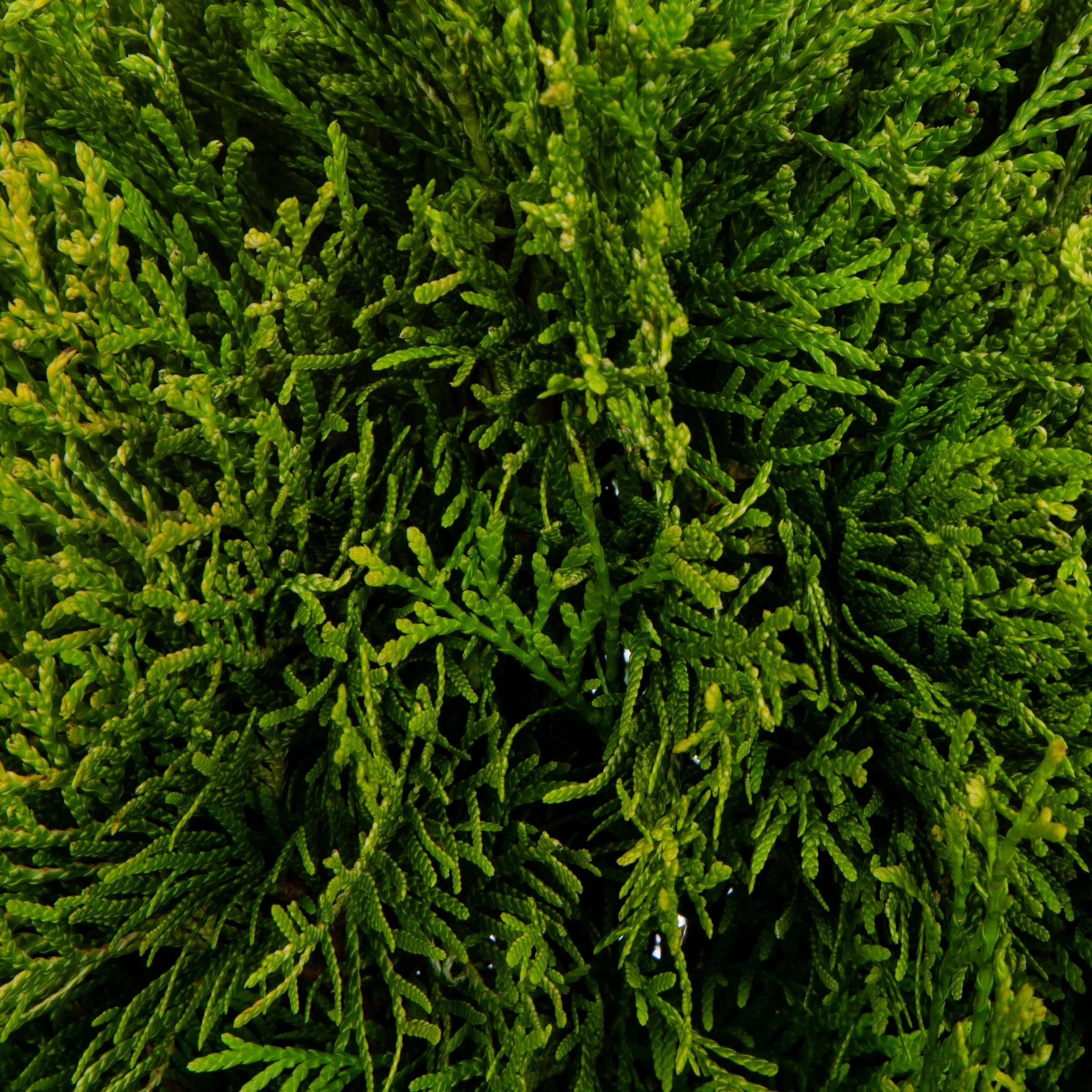 Highlights Arborvitae