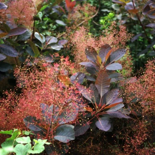 cotinus_grace_lg-main-500x500.jpg
