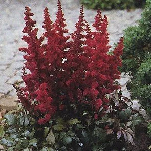 astilbe-fanal-9830-24-16.jpg