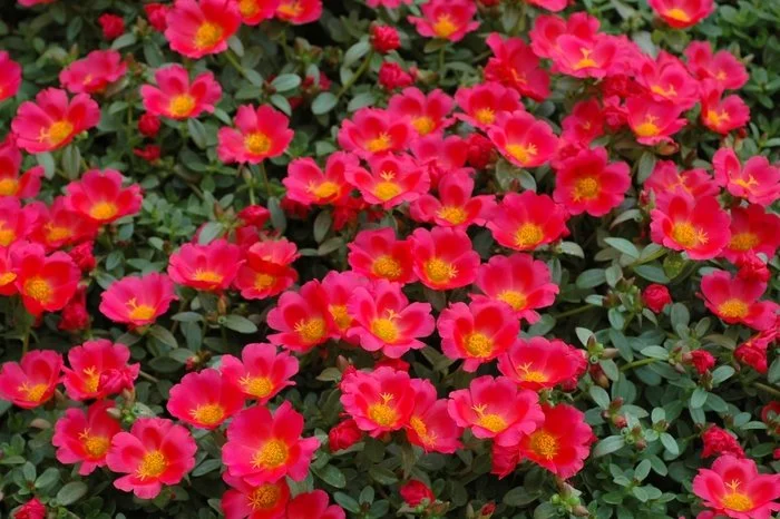 Scarlet Purslane