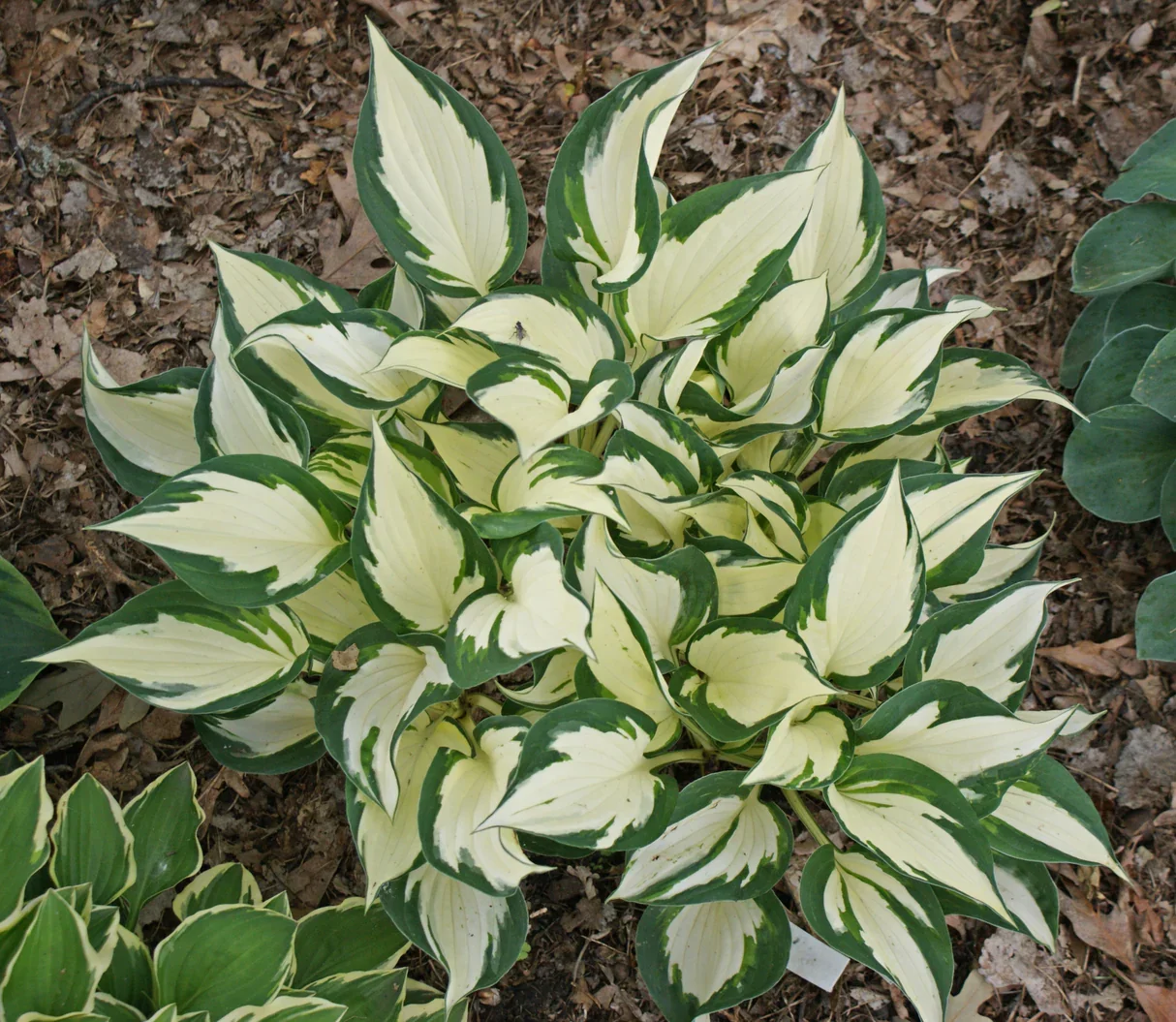 Fire_IceHosta.jpg.webp