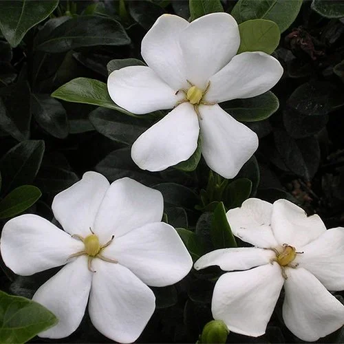 Kleims-Hardy-Gardenia-bloom-500.jpg