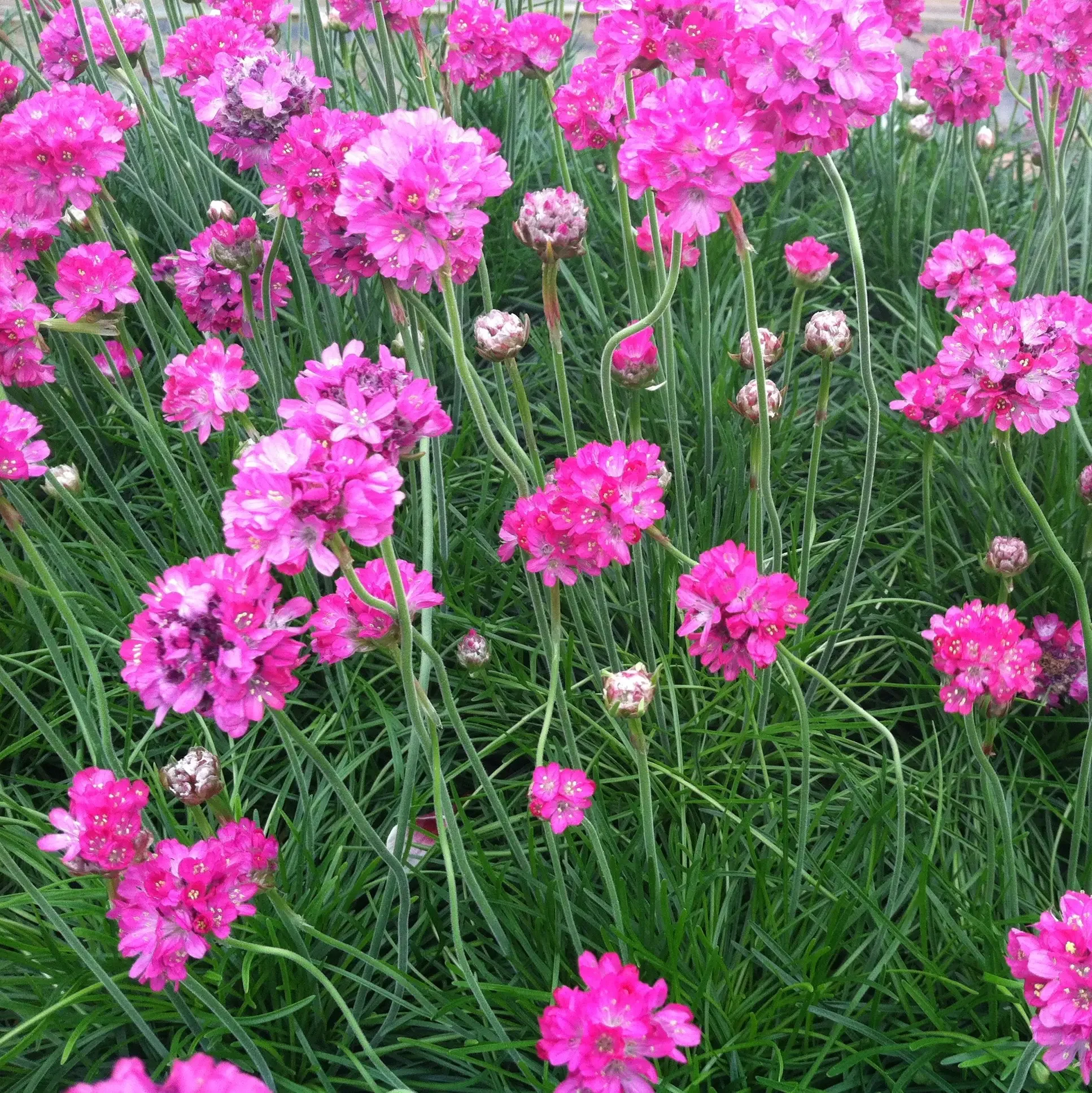 Armeria-maritima-Splendens.2.jpg.webp