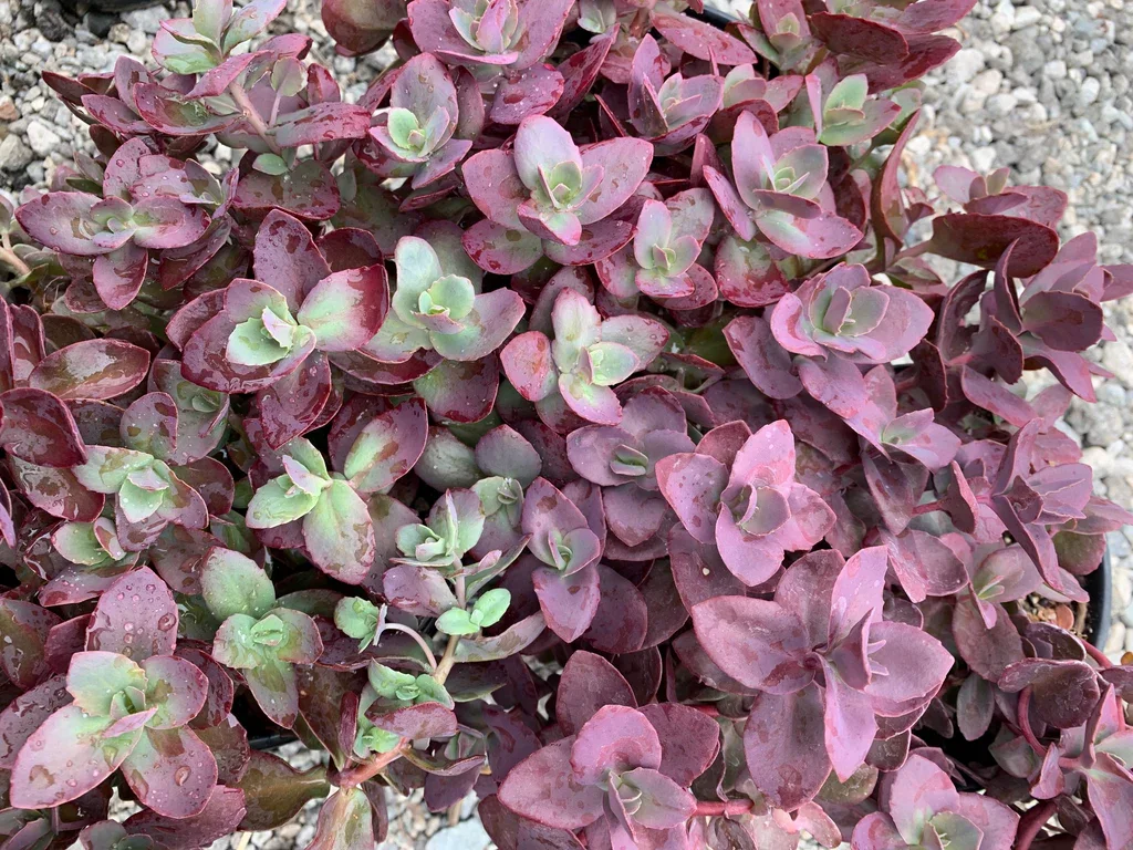 3966a895-54c2-4b64-9624-397085564718_1024x1024.png.webp