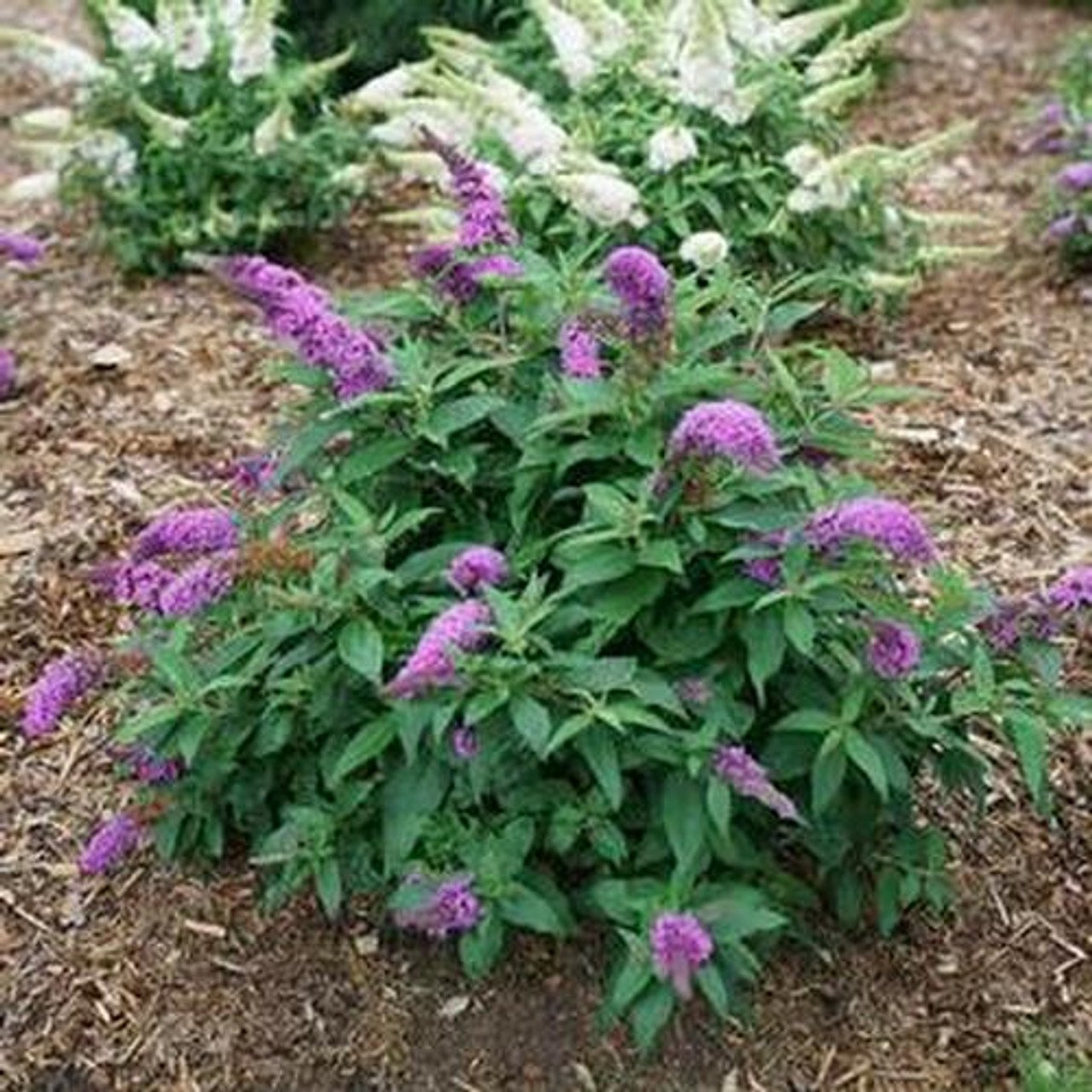Dapper Lavender Butterfly Bush