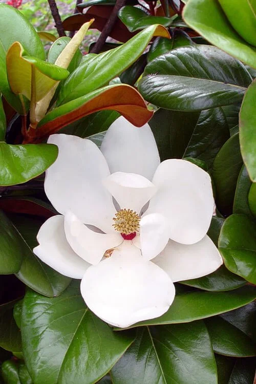 magnolia-teddy-bear-10.jpg