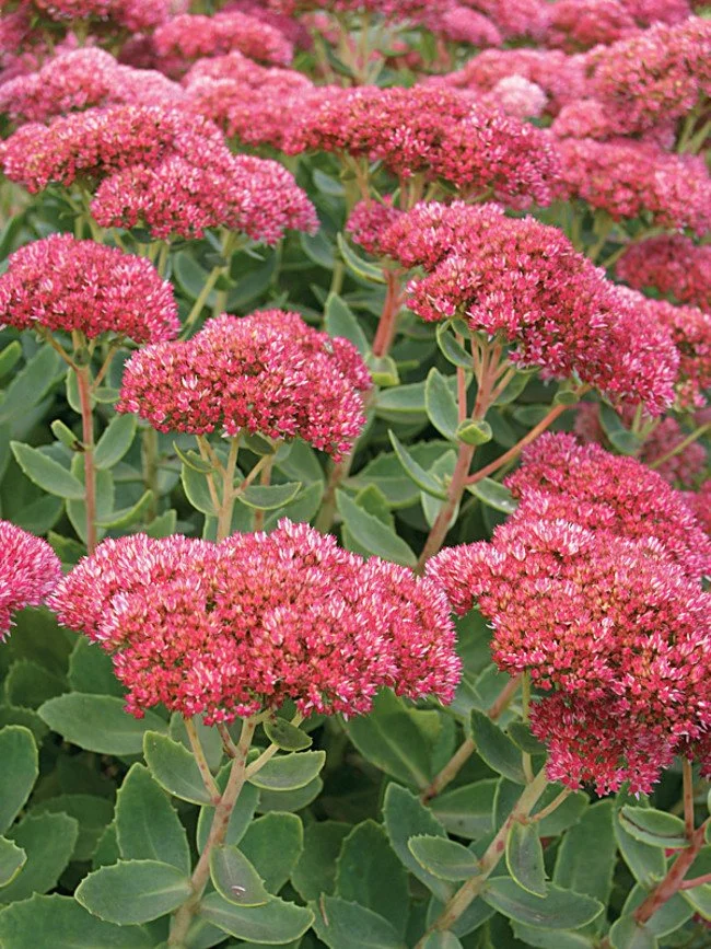 SEAF_0_Sedum_Autumn_Fire.1491324012.jpg