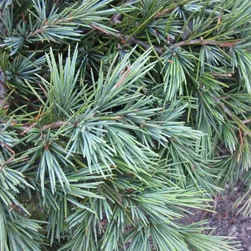 Feelin' Blue Deodar Cedar