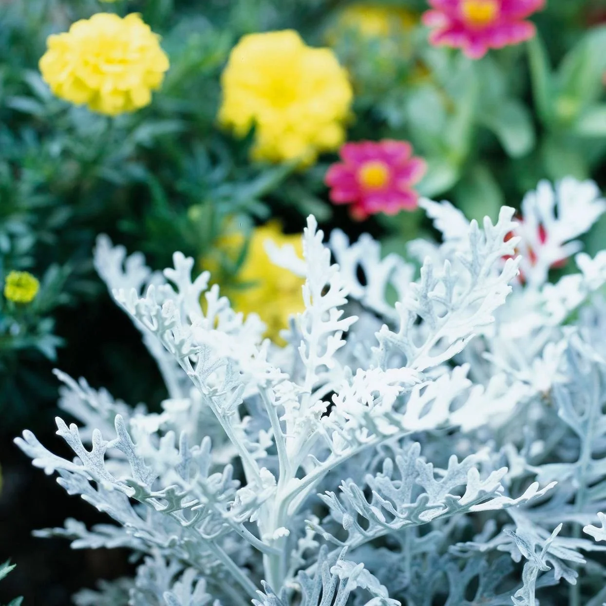Dusty Miller 3.jpeg