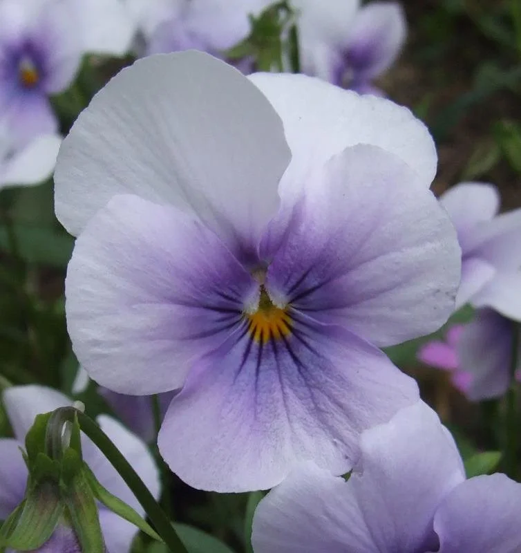 Icy Blue Viola - 18 four inch Containers