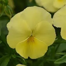 Lemon Chiffon Viola - 18 four inch Containers