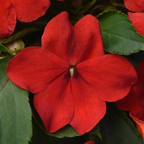 Impatiens Red - 18 four inch Containers