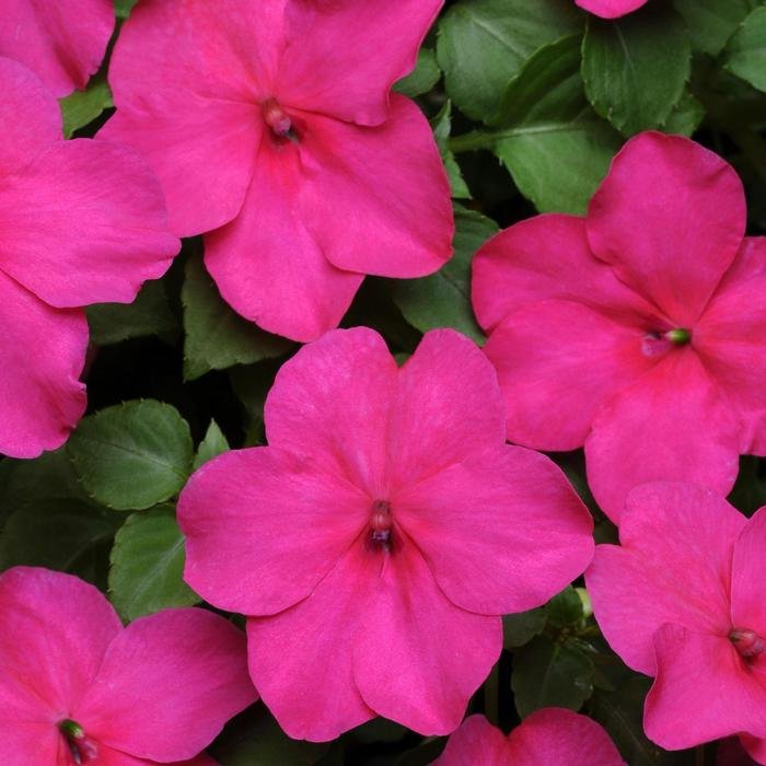 Impatiens Rose - 18 four inch Containers