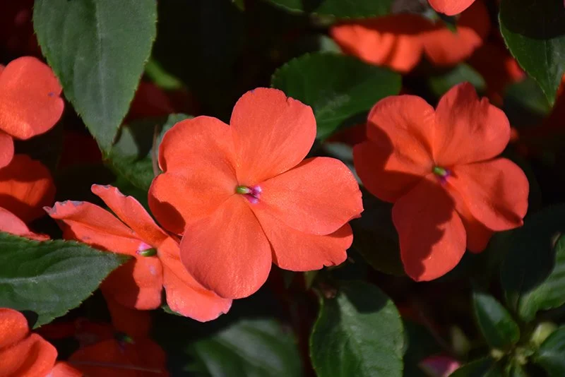 Impatiens Salmon - 18 four inch Containers
