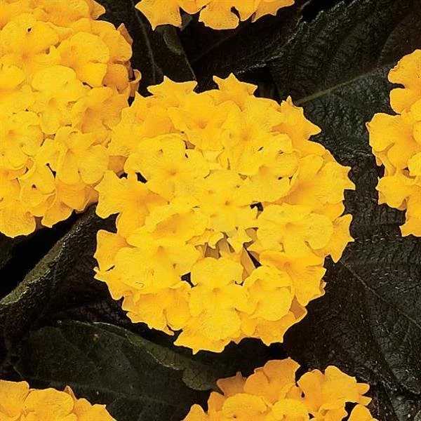 Lantana Landmark Yellow - Ten 4.5 inch Containers