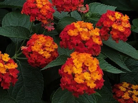 Lantana Little Lucky Red - Ten 4.5 inch Containers